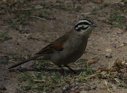 Image of Emberiza capensis capensis Linnaeus 1766