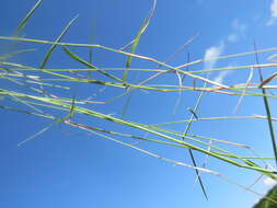 Image de Eragrostis volkensii Pilg.