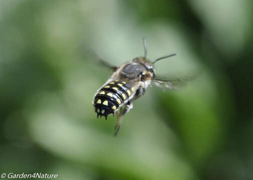 Image of Anthidium maculosum Cresson 1878