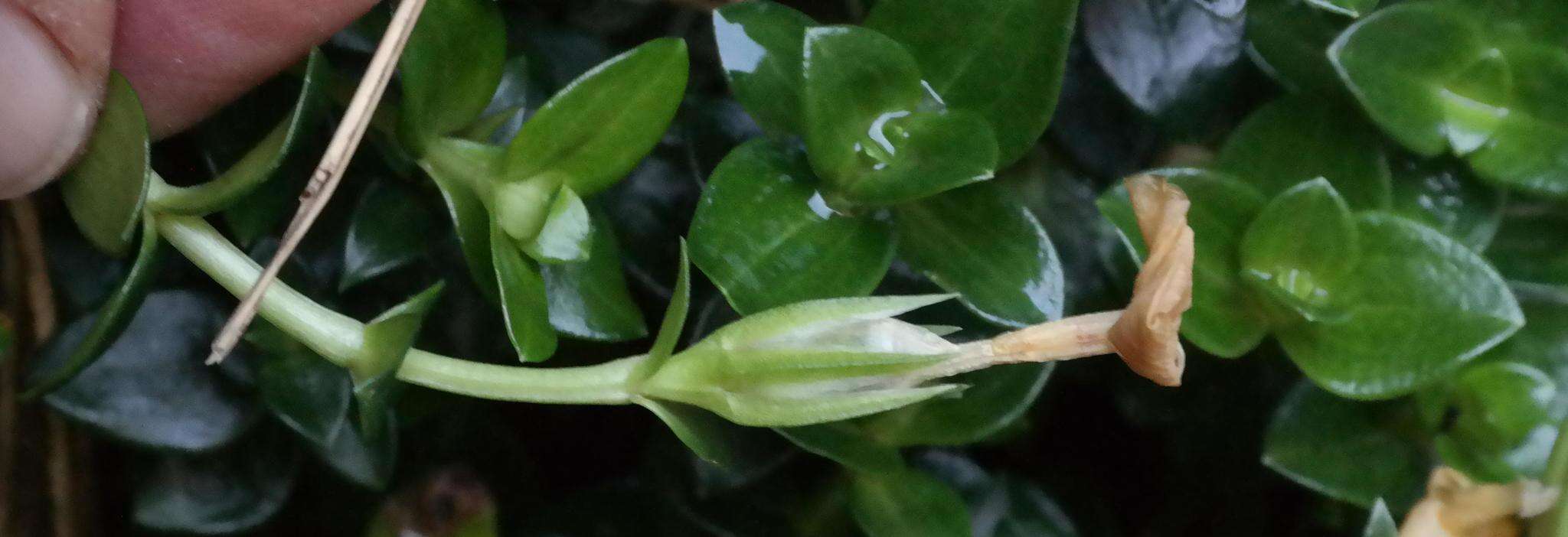 Image of Sebaea thomasii (S. Moore) Schinz