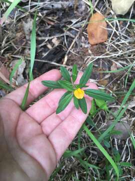 Image of sidebeak pencilflower