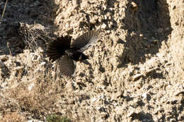 Turdus torquatus amicorum Hartert 1923的圖片