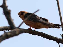 Image of Red-footed Falcon