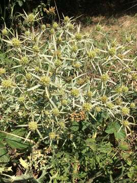 Eryngium campestre L. resmi