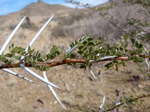 Image de Vachellia nebrownii (Burtt Davy) Seigler & Ebinger