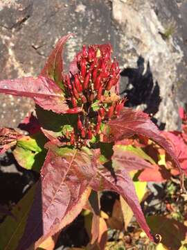 Image de Diervilla sessilifolia Buckl.