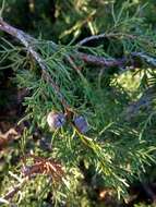 Image de Juniperus thurifera subsp. thurifera