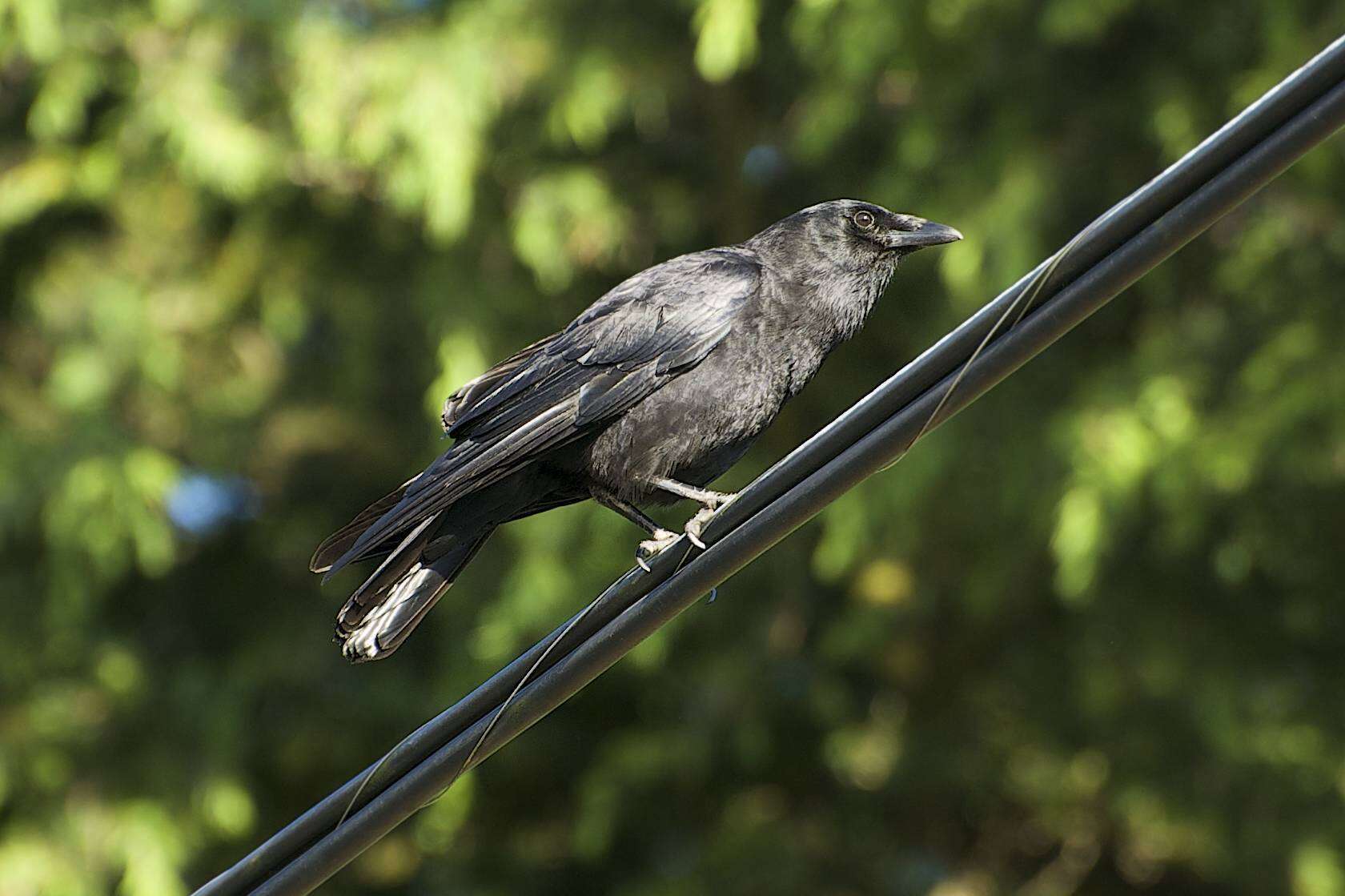 Image of Corvus brachyrhynchos caurinus Baird & SF 1858