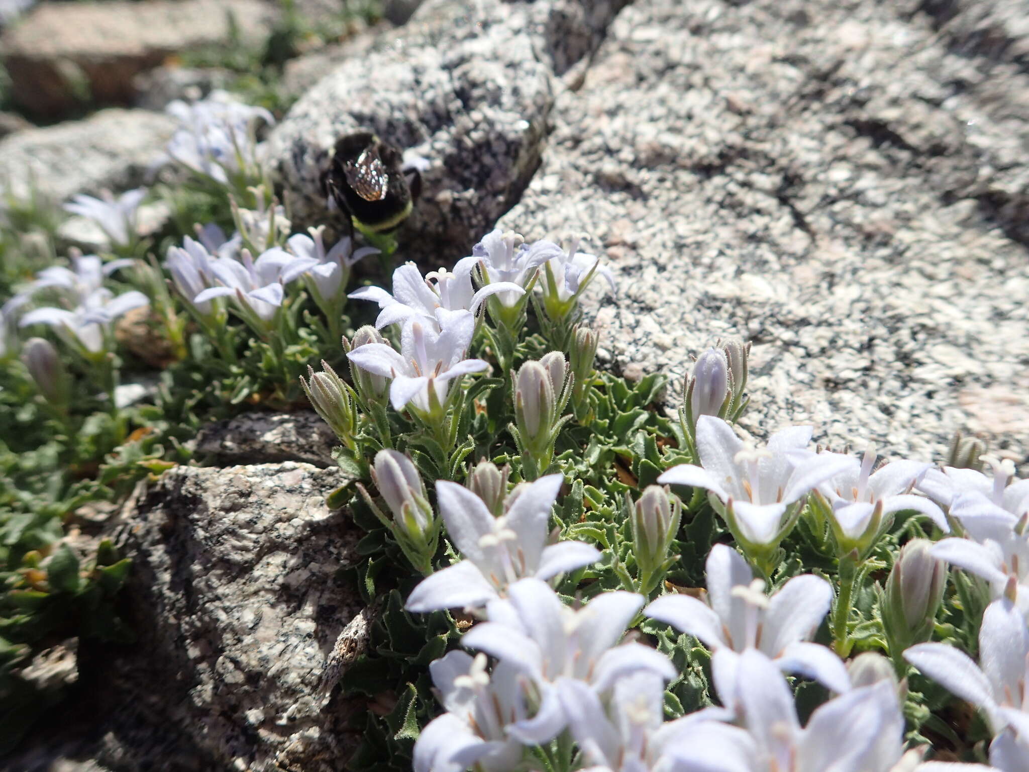 Image of Castle Crags bellflower