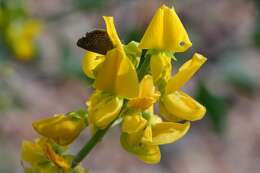 Image de Crotalaria argyraea Baker