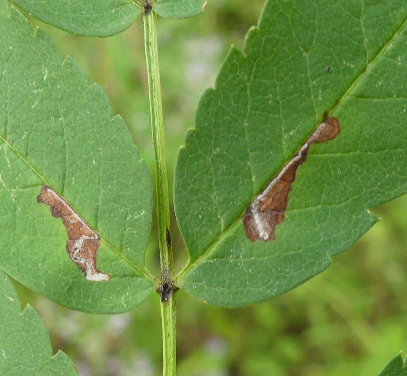 Image of Bucculatrix pomifoliella Clemens 1860