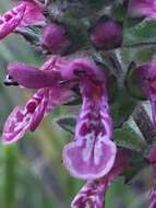 Imagem de Stachys grandidentata Lindl.