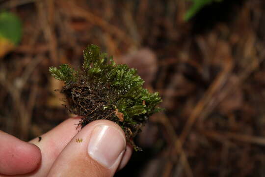 Image of Plagiochila porelloides (Torr. ex Nees) Lindenb.