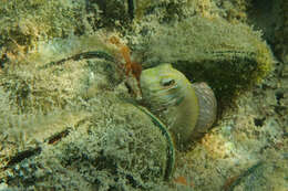 Image of Fang-toothed blenny