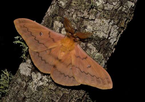 Imagem de Saturnia subgen. Perisomena Walker 1855