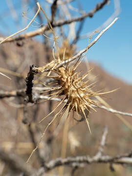 Image of Wild Balsam-Apple