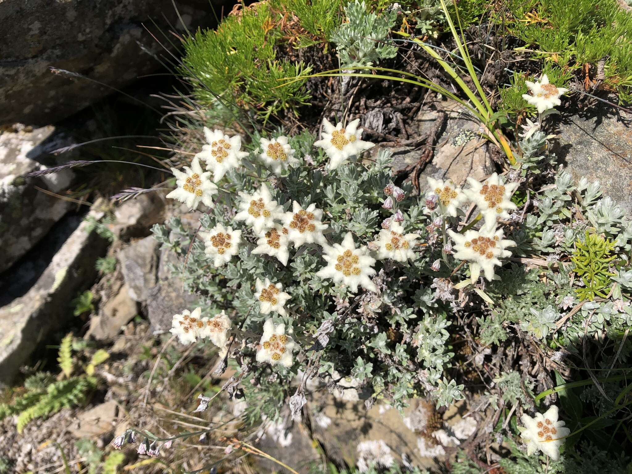 Image of Leontopodium microphyllum Hayata