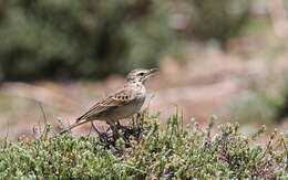 Image of Mountain Pipit