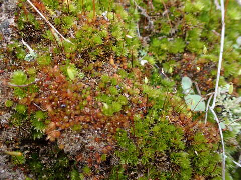 Image of Canary bryum moss