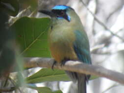 Image of Momotus subrufescens argenticinctus Sharpe 1892