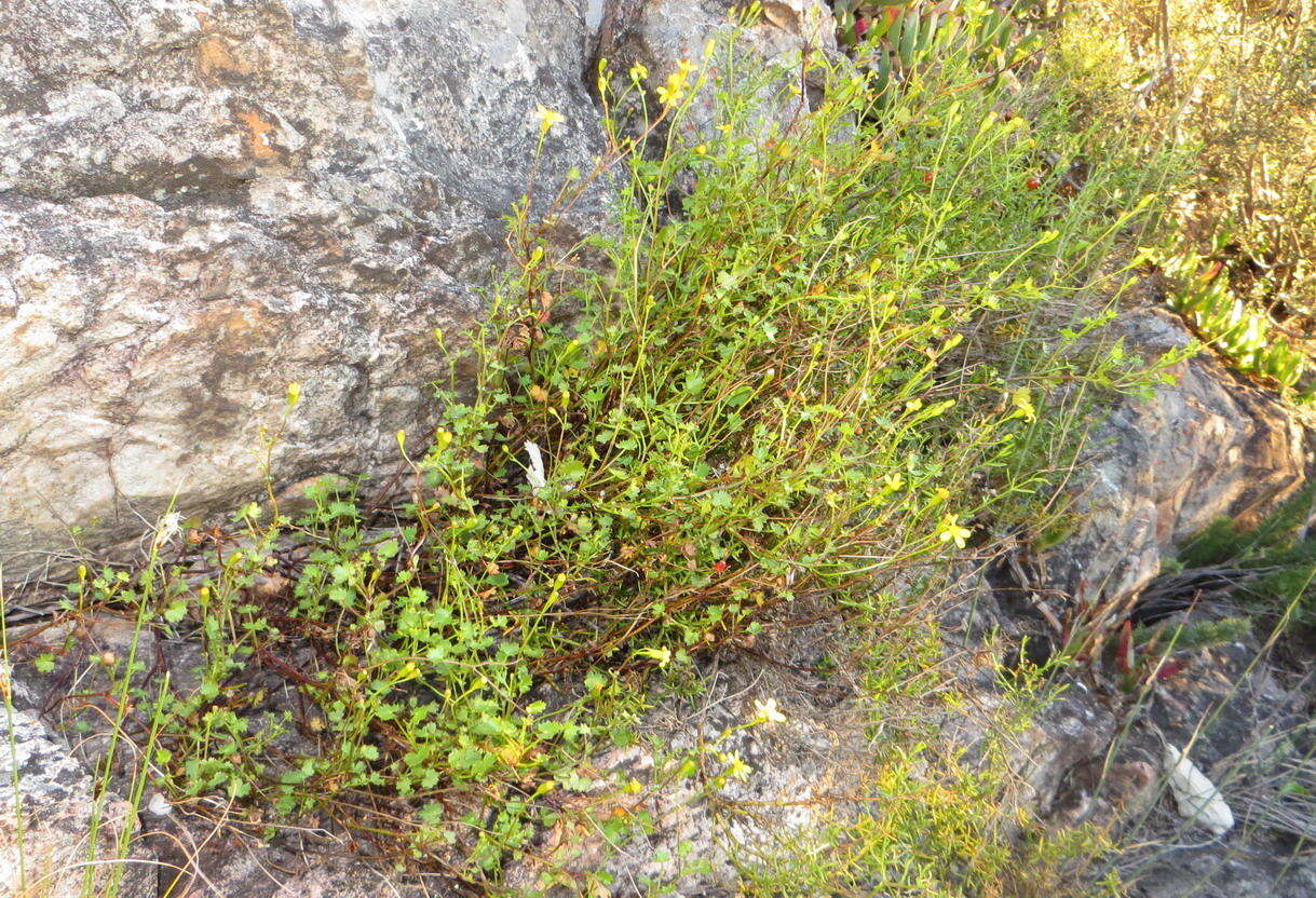 Image of Cineraria lobata subsp. lobata