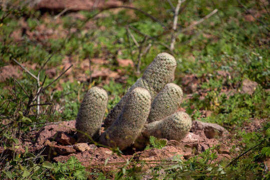 Image of Mammillaria albicans subsp. albicans