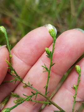 Image de Symphyotrichum dumosum (L.) G. L. Nesom