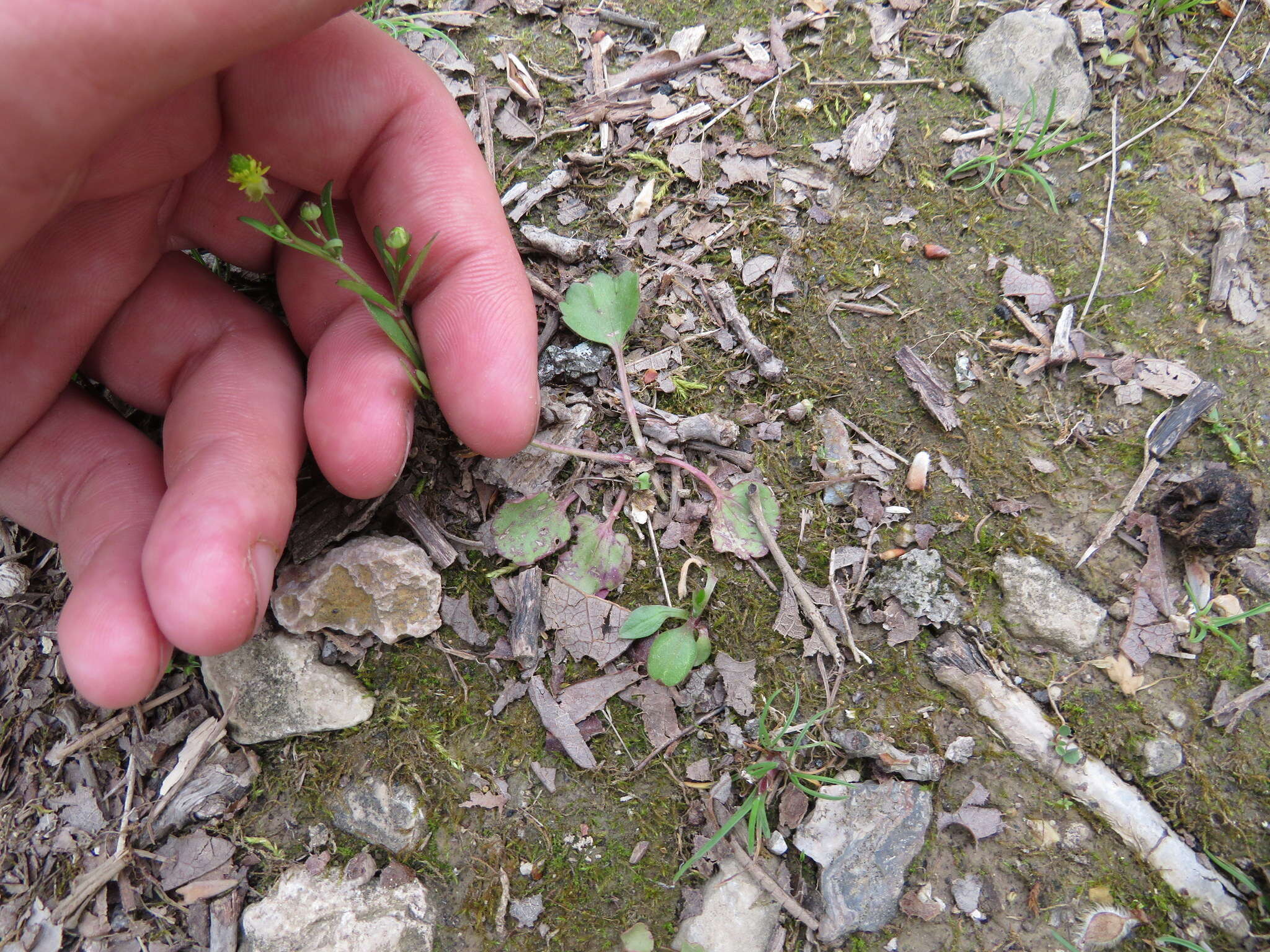 Image of Harvey's Buttercup