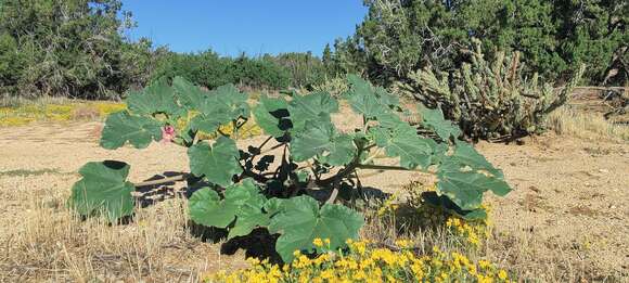 Sivun Proboscidea parviflora subsp. parviflora kuva