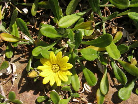 Image of Gazania rigens var. uniflora (L. fil.) Rössl.