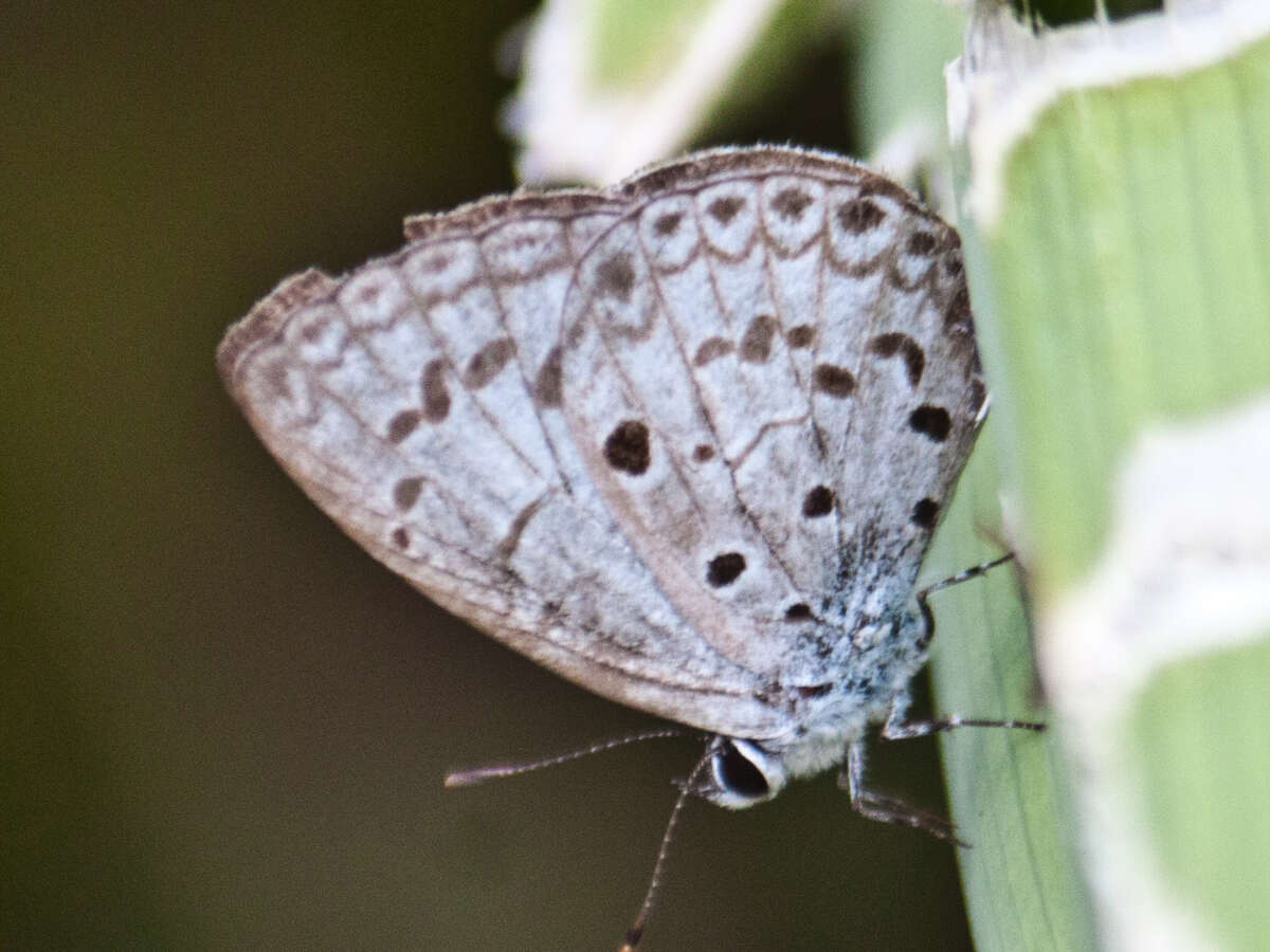 Imagem de Acytolepis puspa gisca (Fruhstorfer 1910)