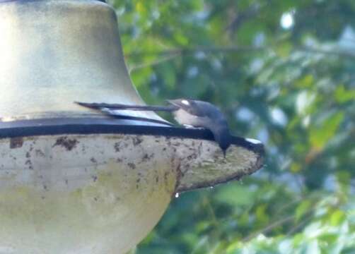 Image of Long-tailed Sibia