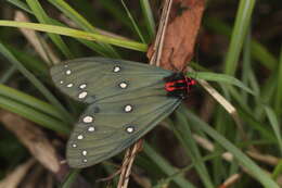 Sivun Taicallimorpha albipuncta (Wileman 1910) kuva