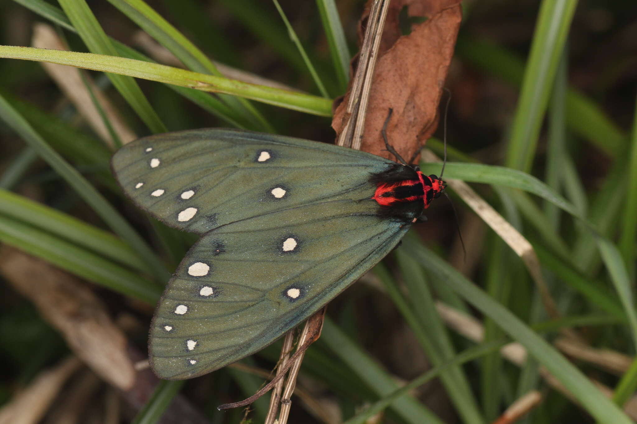 Sivun Taicallimorpha albipuncta (Wileman 1910) kuva