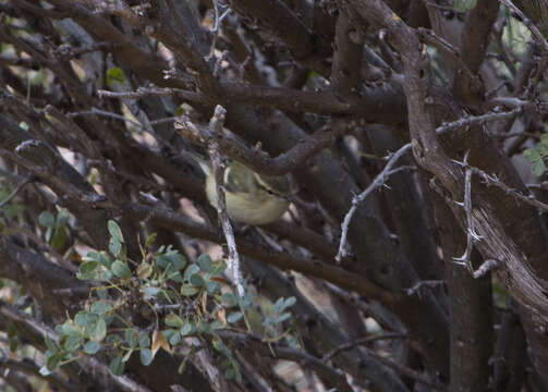 Imagem de Phylloscopus humei (Brooks & WE 1878)