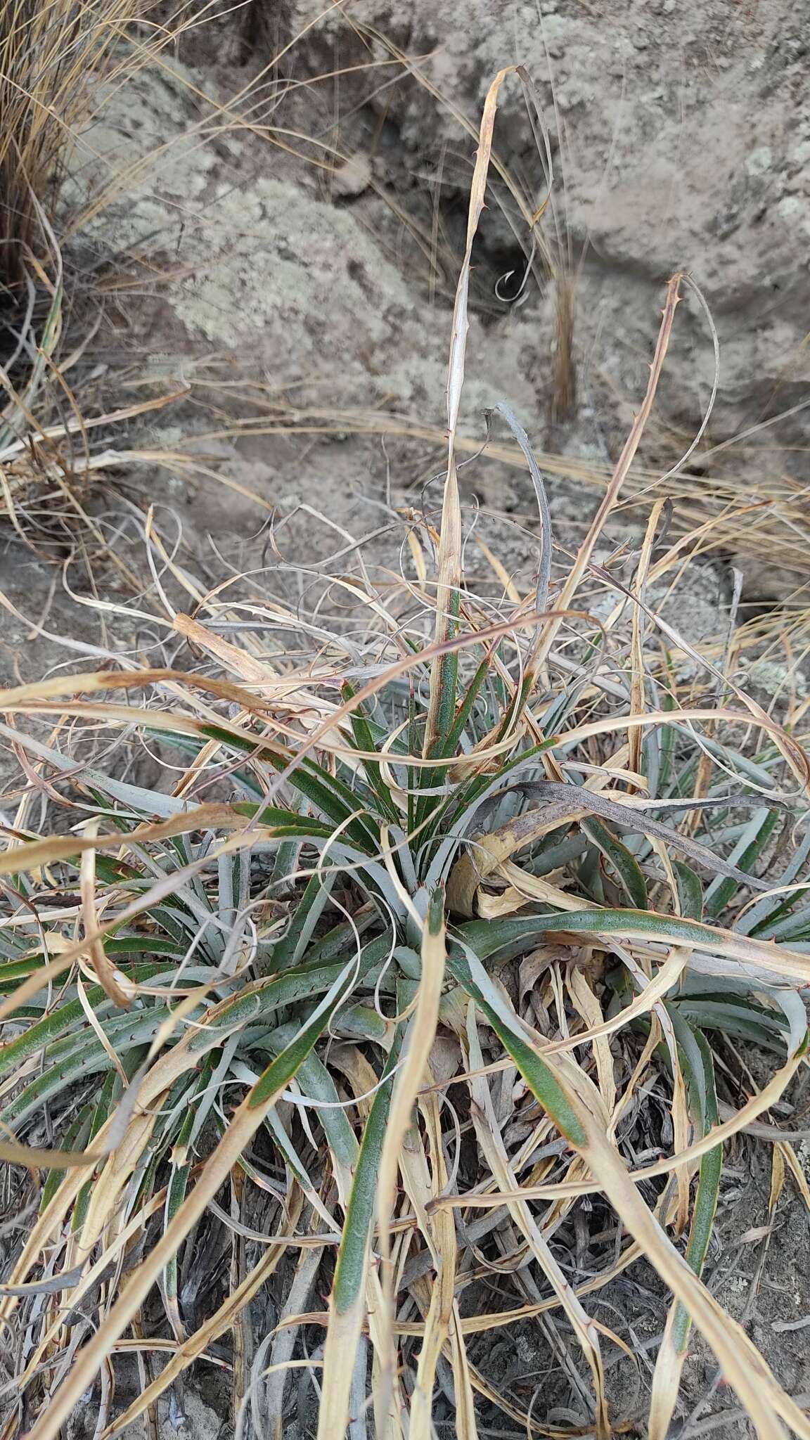 Imagem de Puya cochabambensis R. Vásquez & Ibisch