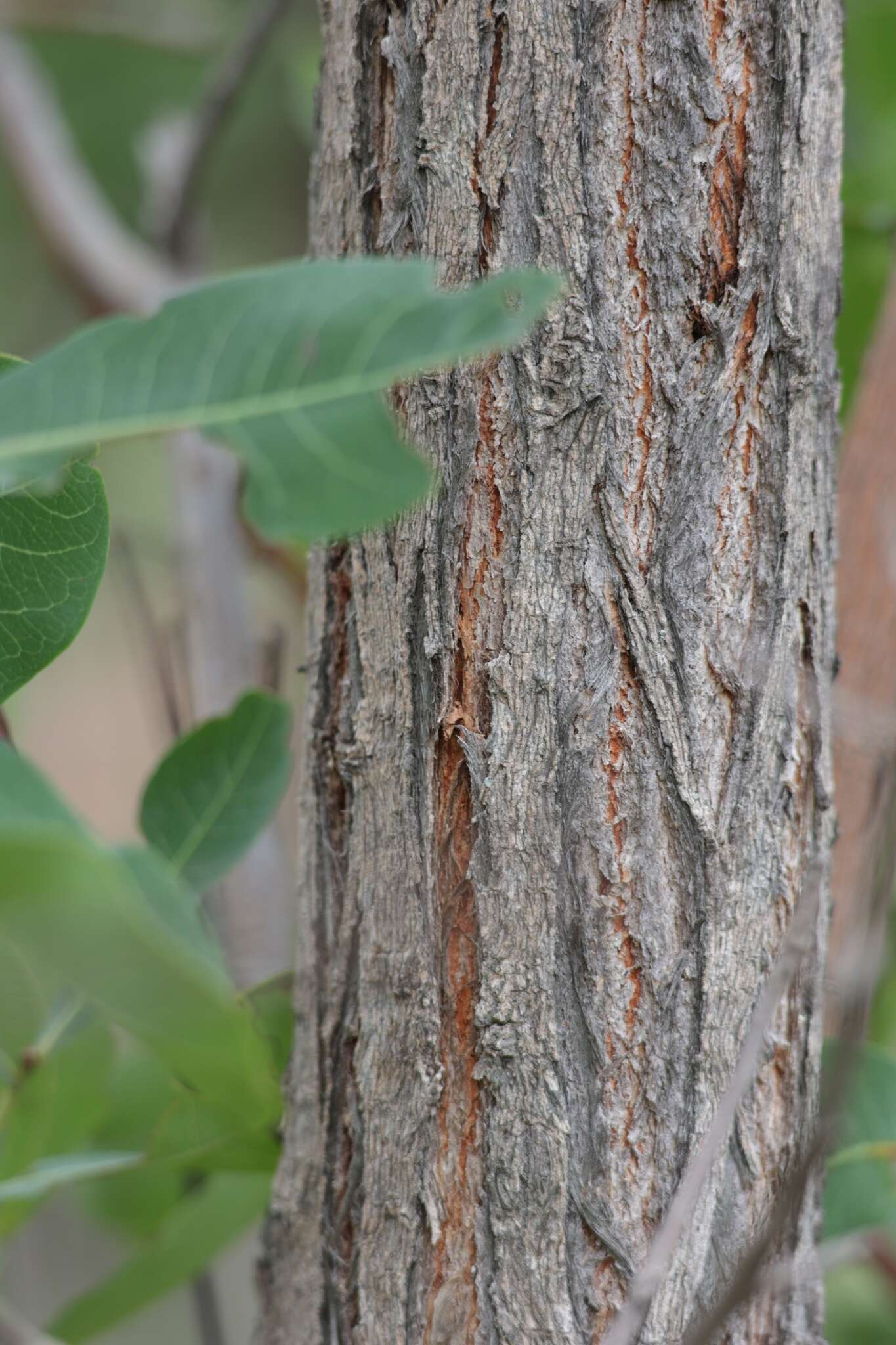 Terminalia brachystemma Welw. ex Hiern的圖片