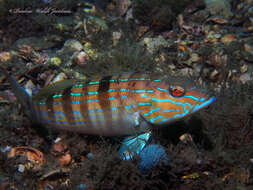 Image of Sand Perch