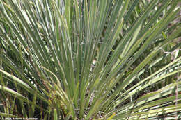 Image of Buckley's yucca