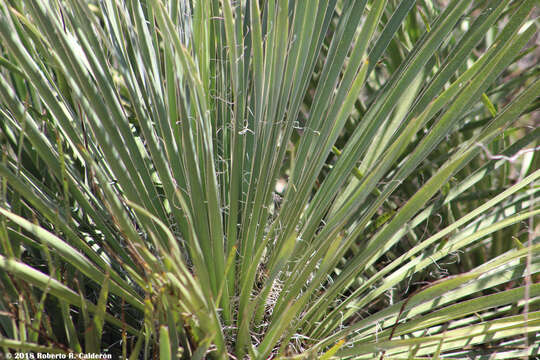 Image of Buckley's yucca