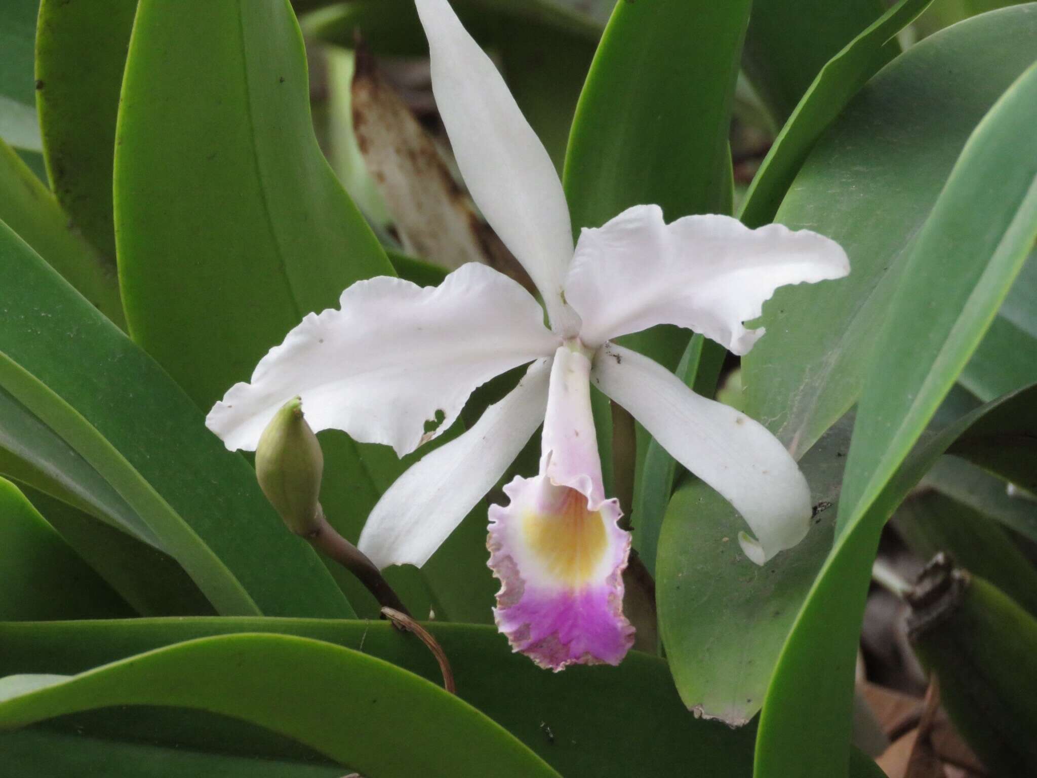 Image of Cattleya mendelii Dombrain