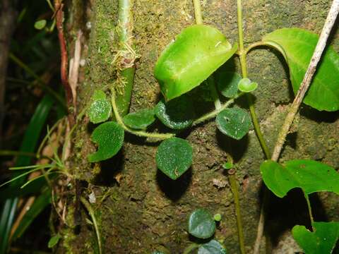 Imagem de <i>Peperomia pseudohirta</i>