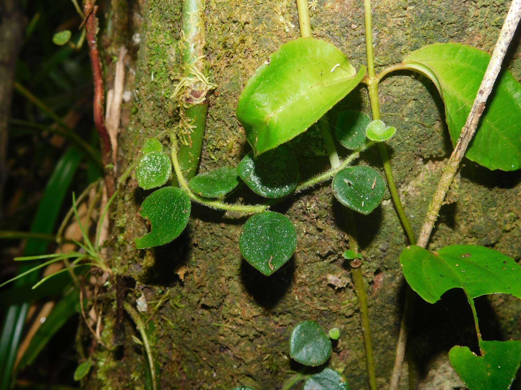 Plancia ëd <i>Peperomia pseudohirta</i>