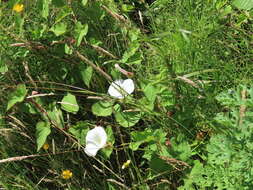 Image de Calystegia silvatica subsp. disjuncta R. K. Brummitt