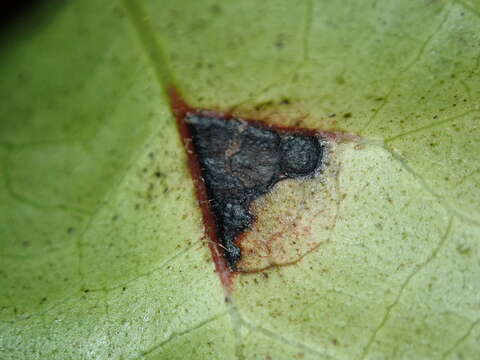 Image of Bacterial leaf spot