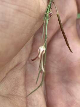 Image of Ceropegia filifolia (Schltr.) Bruyns