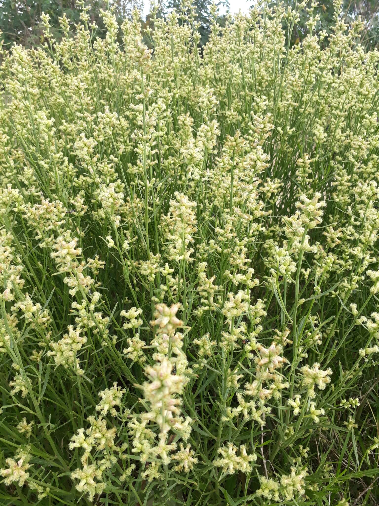 Image of Baccharis spicata (Lam.) Baill.