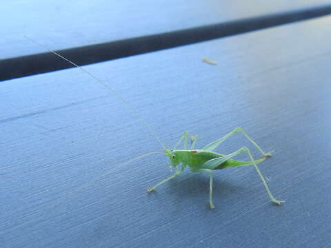 Image of southern oak bush-cricket