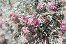 Image of cushion buckwheat