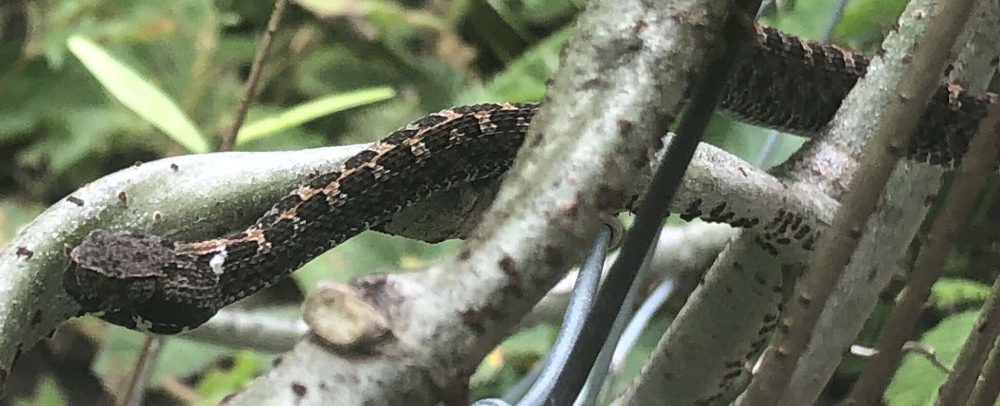 Image of Slender Hognose Viper